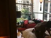 外企富婆淫荡至极普通屌已经满足不了追求极限约两个身材魁梧的黑人玩3P双洞齐开